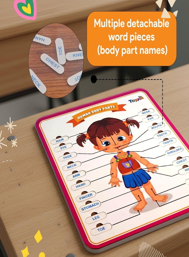 TOYJOS Wooden Body Part Puzzle for Kids | 3+ Educational Jigsaw Board Game Learning Toys for Toddlers | Kids Brain Development Skills Boys Girls (Pack of 1) - Image 4